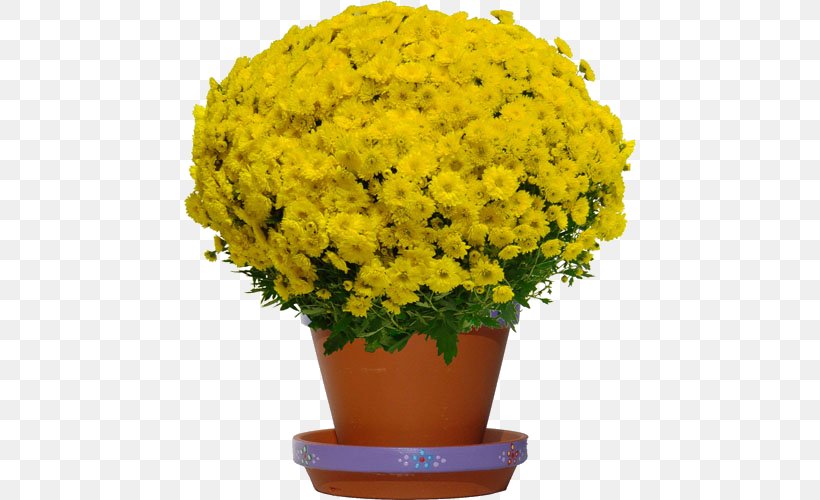 Chrysanthemum Cut Flowers Yellow Plant, PNG, 500x500px, Chrysanthemum, Annual Plant, Chrysanths, Color, Cut Flowers Download Free