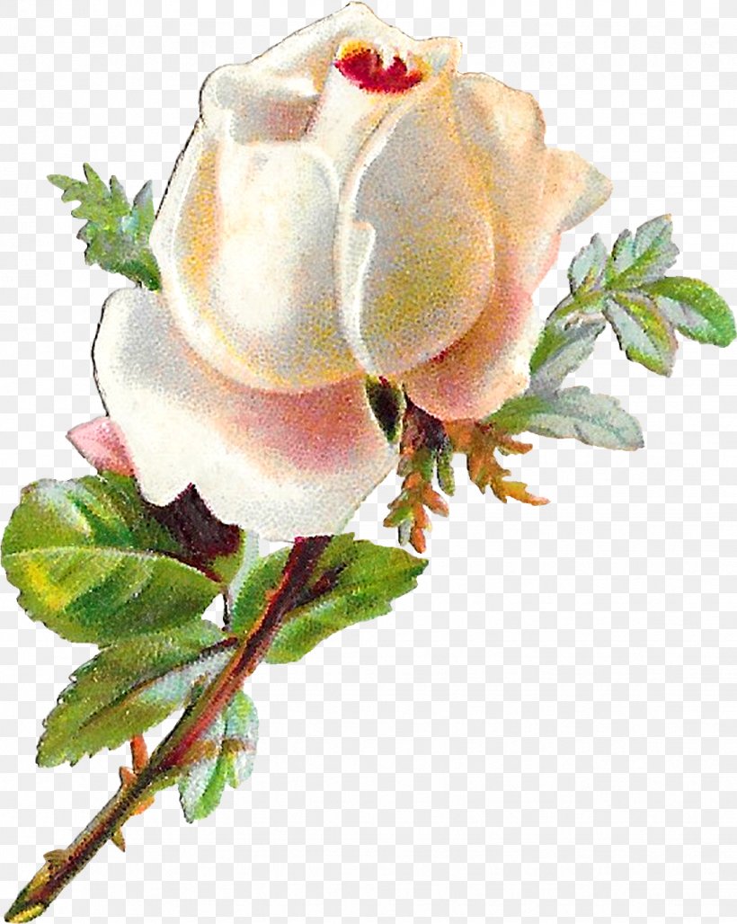 Garden Roses, PNG, 1131x1419px, Flower, Garden Roses, Hybrid Tea Rose, Petal, Pink Download Free