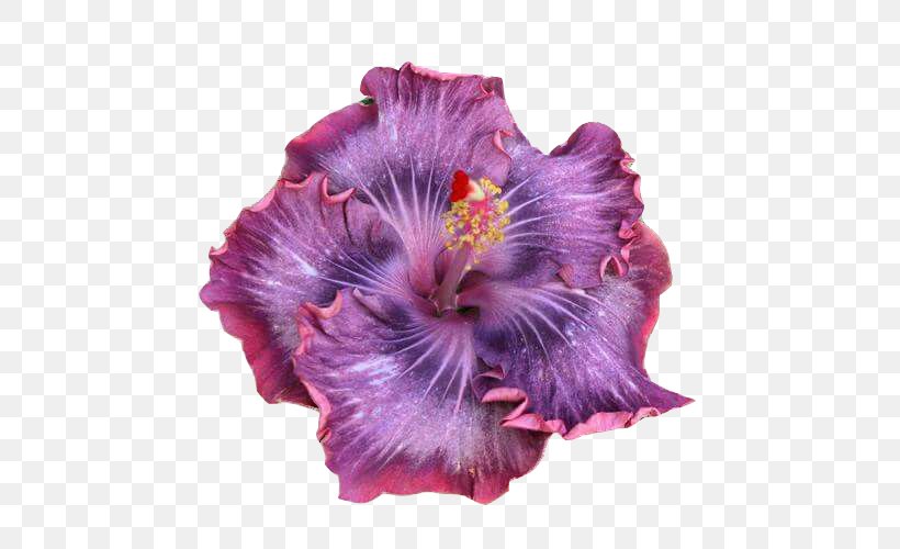 Growing Hibiscus Shoeblackplant Rosemallows Flower, PNG, 500x500px, Shoeblackplant, Art, Color, Drawing, Eye Download Free