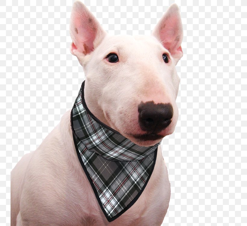 Miniature Bull Terrier Bull And Terrier Old English Terrier Dog Breed, PNG, 750x750px, Bull Terrier, Bull And Terrier, Bull Terrier Miniature, Carnivoran, Cat Download Free