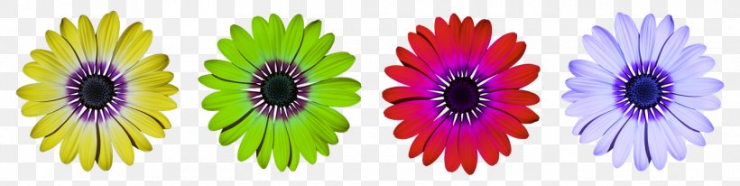 Common Daisy Flower Clip Art Blume, PNG, 1351x340px, Common Daisy, Blossom, Blue, Blume, Floral Design Download Free