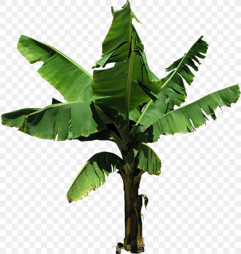 Cooking Banana Tree Coconut Png 1843x1936px 3d Computer