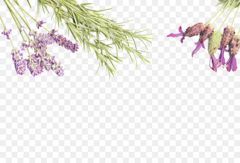 Essential Oil Young Living Lavender Oil Lotion, PNG, 1024x697px, Essential Oil, Aroma Compound, Branch, Doterra, Flora Download Free