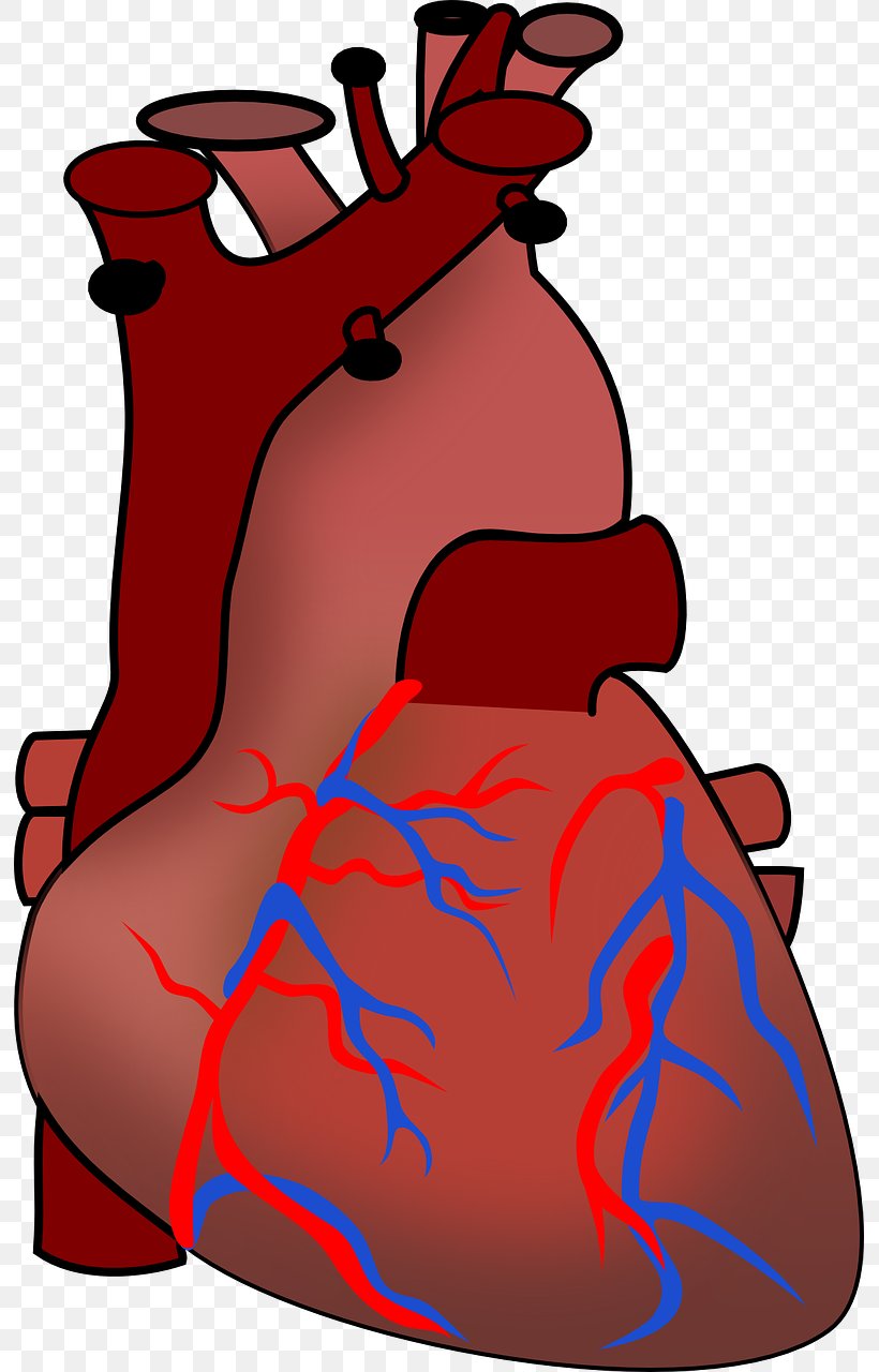 Heart Human Body Cardiac Muscle Anatomy Clip Art, PNG, 793x1280px, Watercolor, Cartoon, Flower, Frame, Heart Download Free