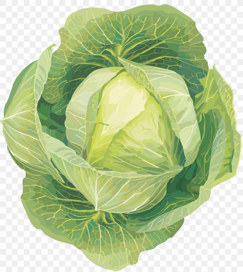 Leaf Vegetable Cabbage Clip Art, PNG, 1429x1600px, Vegetable, Cabbage, Cauliflower, Collard Greens, Cruciferous Vegetables Download Free