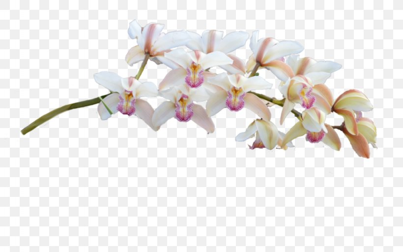 Moth Orchids Cut Flowers, PNG, 1024x640px, Orchids, Blossom, Branch, Cut Flowers, Flower Download Free