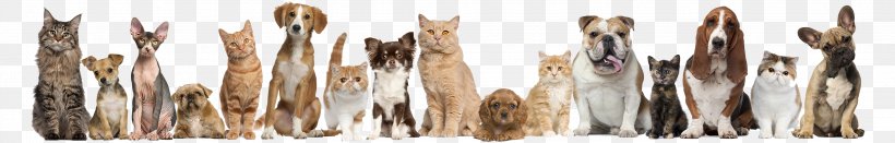 Pet Sitting Dog Cat Puppy, PNG, 2835x456px, Pet Sitting, Animal Control And Welfare Service, Animal Rescue Group, Animal Shelter, Animalassisted Therapy Download Free