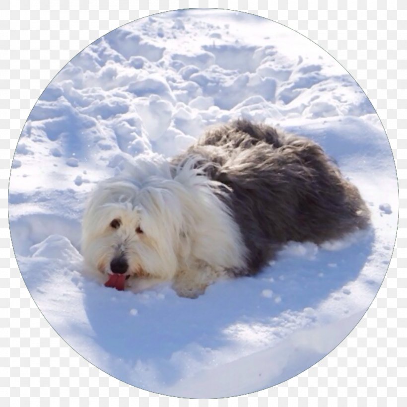 Sapsali Maltese Dog Old English Sheepdog West Highland White Terrier Dog Breed, PNG, 1100x1100px, Sapsali, Animal, Arctic, Bearded Collie, Breed Download Free
