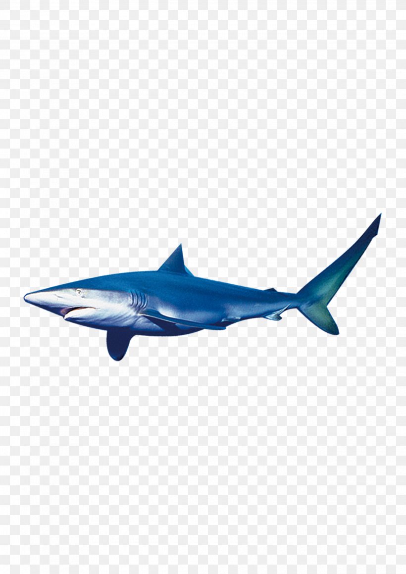 Requiem Shark Fish, PNG, 2480x3508px, Shark, Aerospace Engineering, Air Travel, Aircraft, Airplane Download Free
