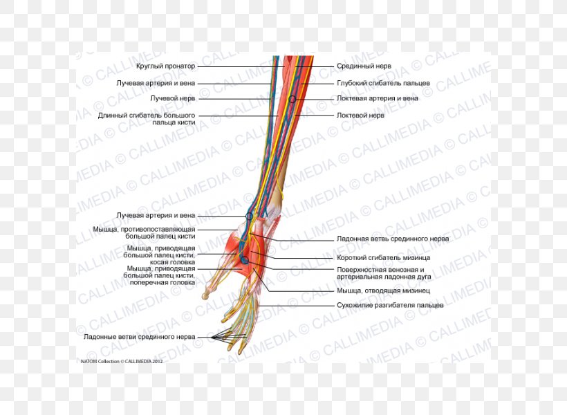 Forearm Nerve Muscle Human Anatomy, PNG, 600x600px, Watercolor, Cartoon, Flower, Frame, Heart Download Free