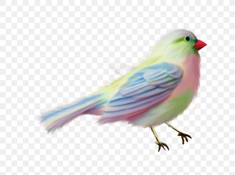 Lovebird American Sparrows Parakeet Beak Feather, PNG, 800x610px, Lovebird, American Sparrows, Beak, Bird, Canary Download Free
