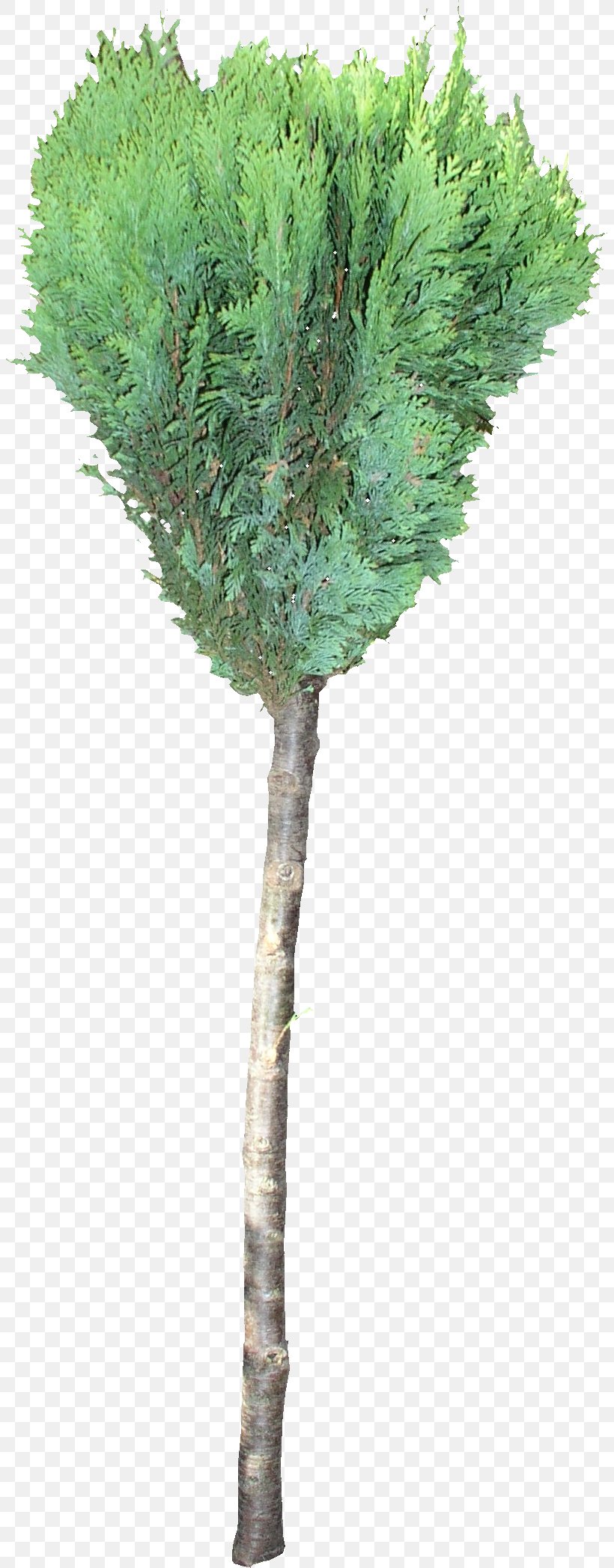 Texture Mapping 3D Computer Graphics Woody Plant Twig Tree, PNG, 803x2095px, 3d Computer Graphics, Texture Mapping, Artist, Branch, Flowerpot Download Free