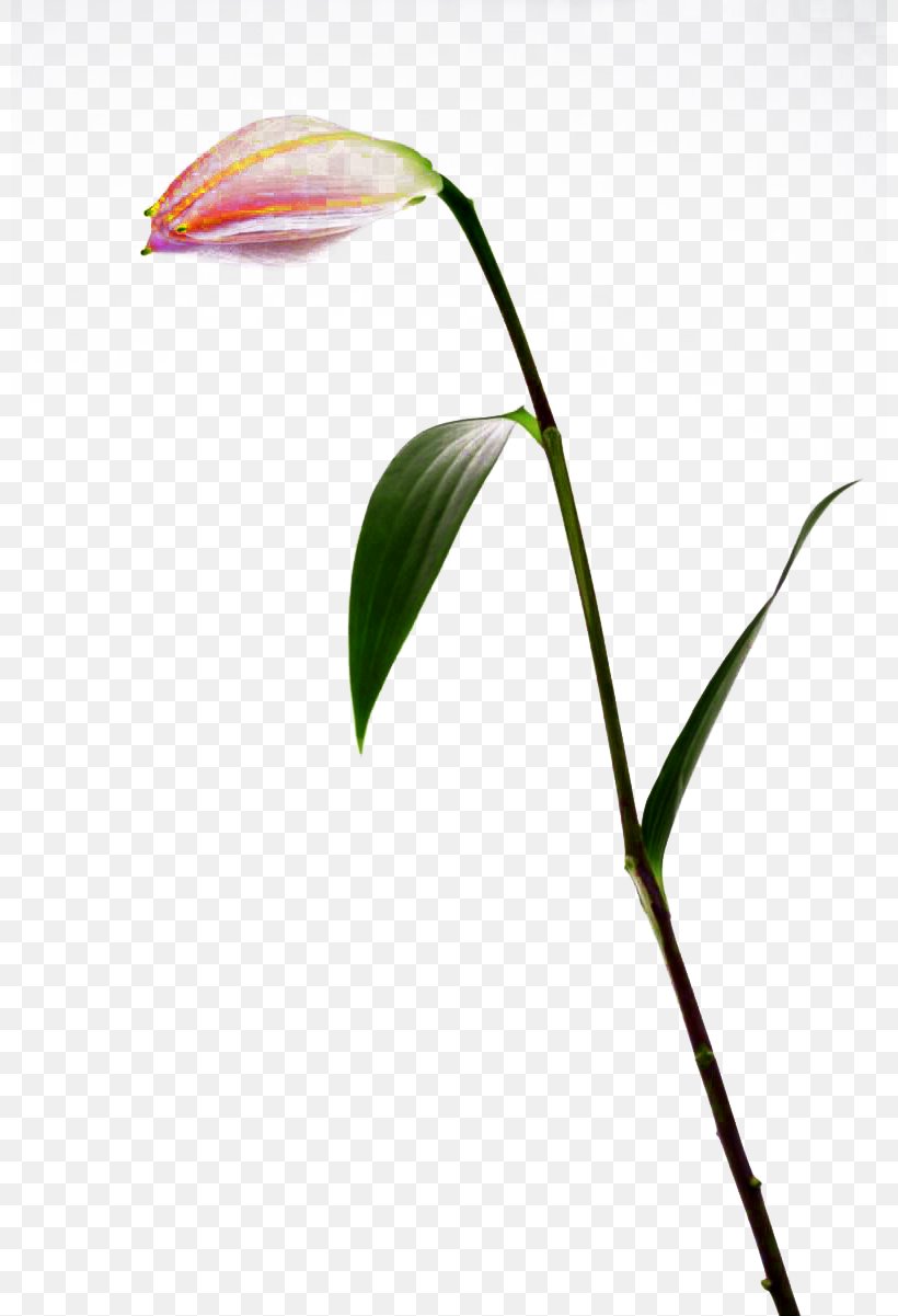 Bud Lilium Flower, PNG, 800x1201px, Bud, Branch, Drawing, Flora, Flower Download Free