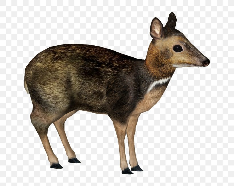 Philippine Mousedeer Wildlife, PNG, 652x652px, Philippine Mousedeer, Animal, Chester Zoo, Chevrotain, Deer Download Free