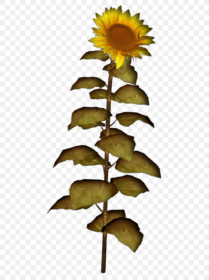 Plane Cartoon, PNG, 500x1099px, Common Sunflower, Flower, Flowering Plant, Houseplant, Leaf Download Free