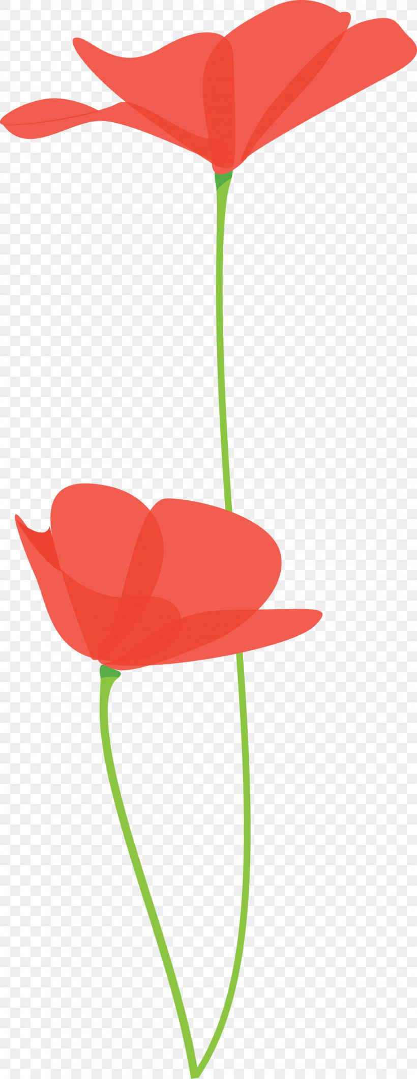 Poppy Flower, PNG, 1160x3000px, Poppy Flower, Anthurium, Coquelicot, Flower, Petal Download Free