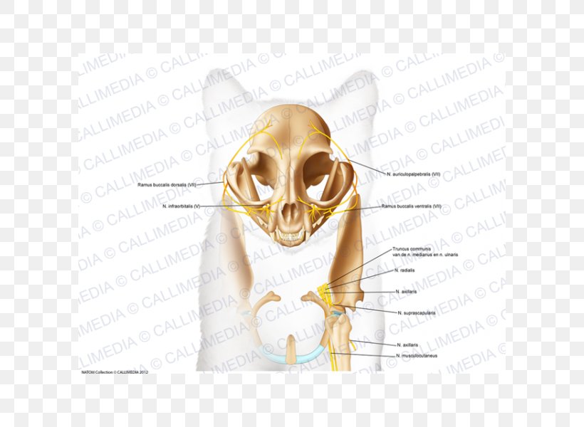 Skull Bone Anatomy Ear Head, PNG, 600x600px, Watercolor, Cartoon, Flower, Frame, Heart Download Free