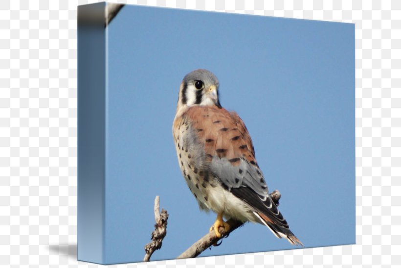 Finches Hawk Fauna Falcon Beak, PNG, 650x547px, Finches, Beak, Bird, Bird Of Prey, Falcon Download Free