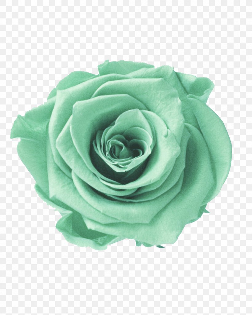 Garden Roses, PNG, 1000x1250px, Rose, Flower, Garden Roses, Green, Hybrid Tea Rose Download Free