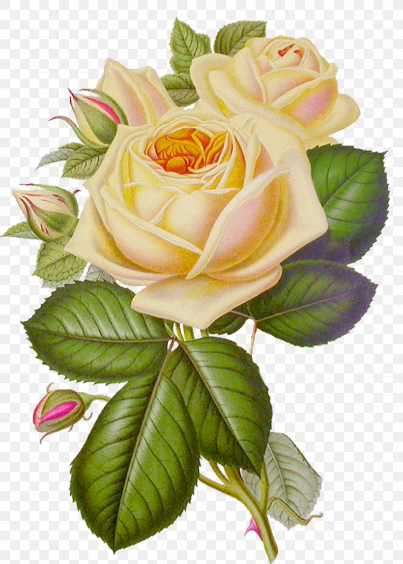 Rose Flower Desktop Wallpaper Clip Art, PNG, 1434x2008px, Rose, Artificial Flower, Cdr, Cut Flowers, Floral Design Download Free