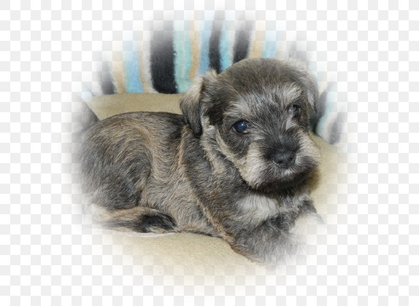Miniature Schnauzer Standard Schnauzer Glen Of Imaal Terrier Schnoodle Puppy, PNG, 600x600px, Miniature Schnauzer, Breed, Breed Group Dog, Carnivoran, Cesky Terrier Download Free