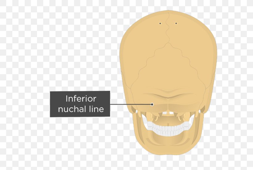Nuchal Lines Occipital Bone Nuchal Plane External Occipital Protuberance Nuchal Ligament, PNG, 704x550px, Occipital Bone, Anatomy, Bone, Chin, Ear Download Free