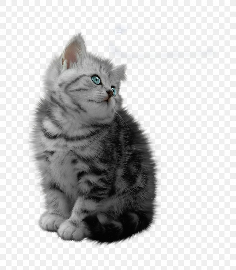 Cat Sklep Zoologiczny, KARMAR Hurt-Detal Animation, PNG, 1155x1317px, Cat, American Shorthair, American Wirehair, Animation, British Semi Longhair Download Free