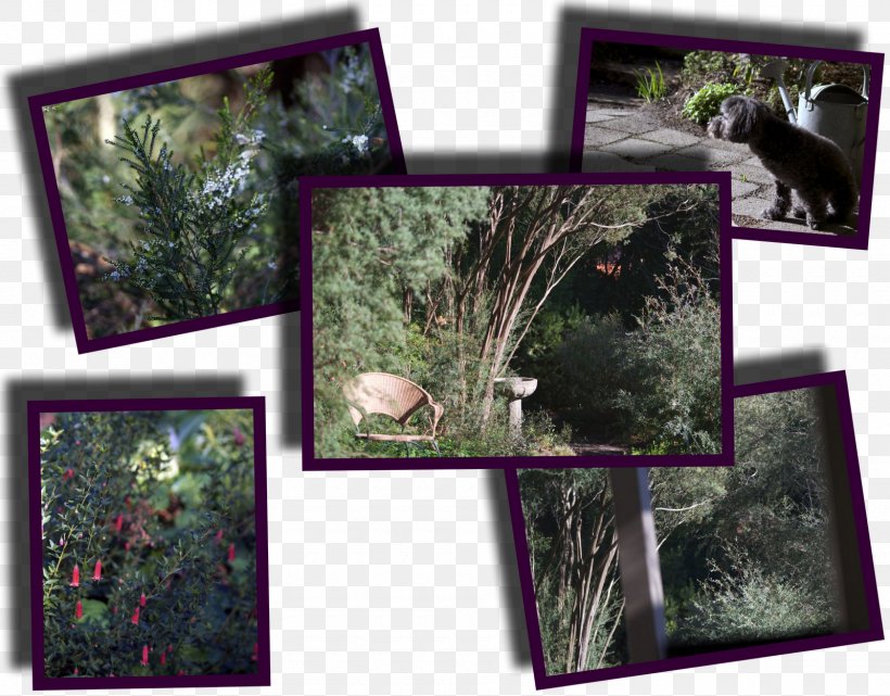Fauna Ecosystem Picture Frames Collage, PNG, 1600x1251px, Fauna, Collage, Ecosystem, Flora, Grass Download Free