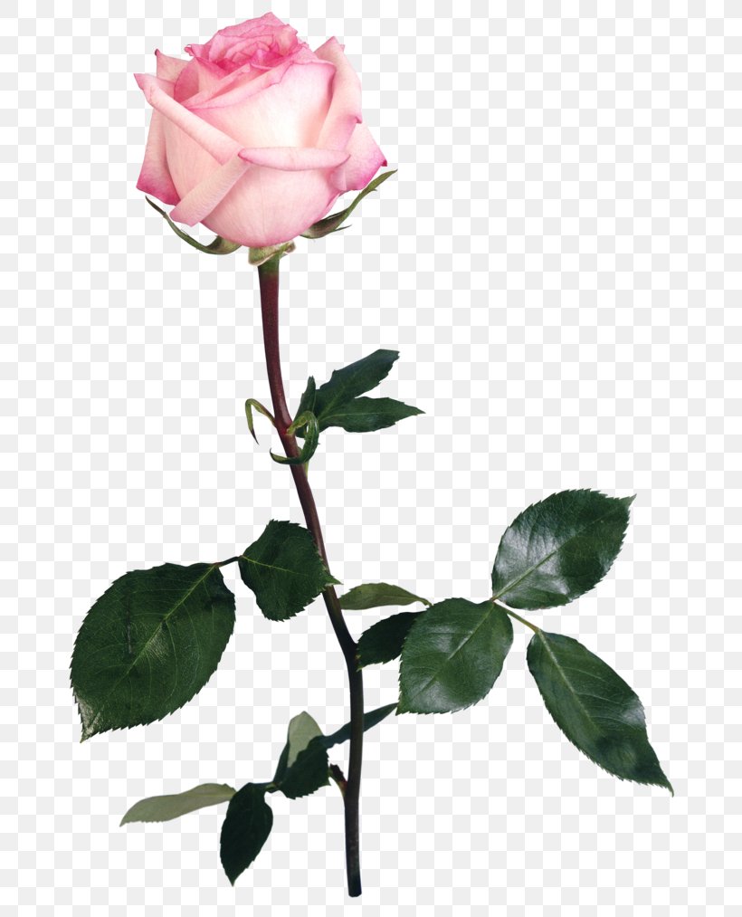 Garden Roses Flower Centifolia Roses Clip Art, PNG, 788x1013px, Garden Roses, Branch, Bud, Centifolia Roses, Cut Flowers Download Free