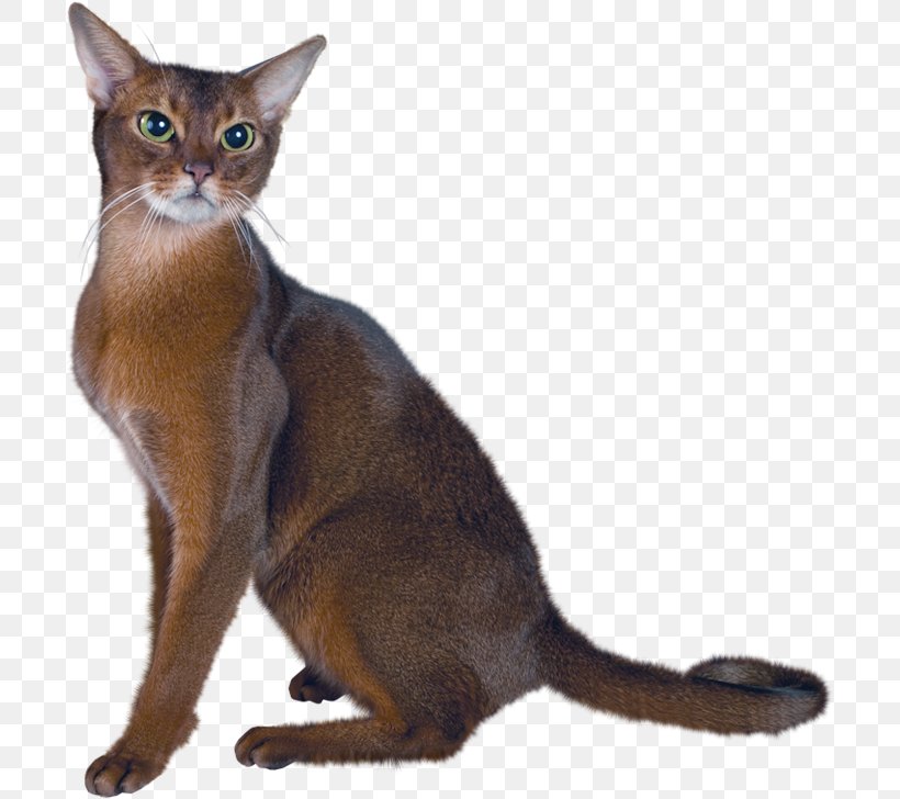 Persian Cat Abyssinian Bombay Cat Balinese Cat American Shorthair, PNG, 700x728px, Persian Cat, Abyssinian, Aegean Cat, American Curl, American Shorthair Download Free