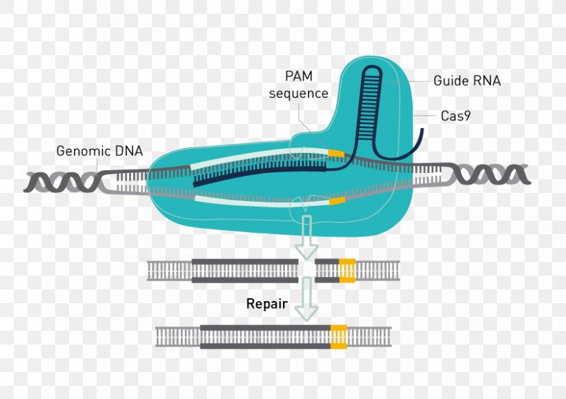 Trk Receptor Glioma Neuron, PNG, 842x595px, Trk Receptor, Diagram, Enzyme, Enzyme Inhibitor, Glioma Download Free