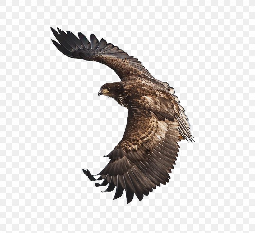 Bald Eagle Bird Stellers Sea Eagle Art, PNG, 1859x1696px, Bald Eagle, Accipitriformes, Art, Beak, Bird Download Free