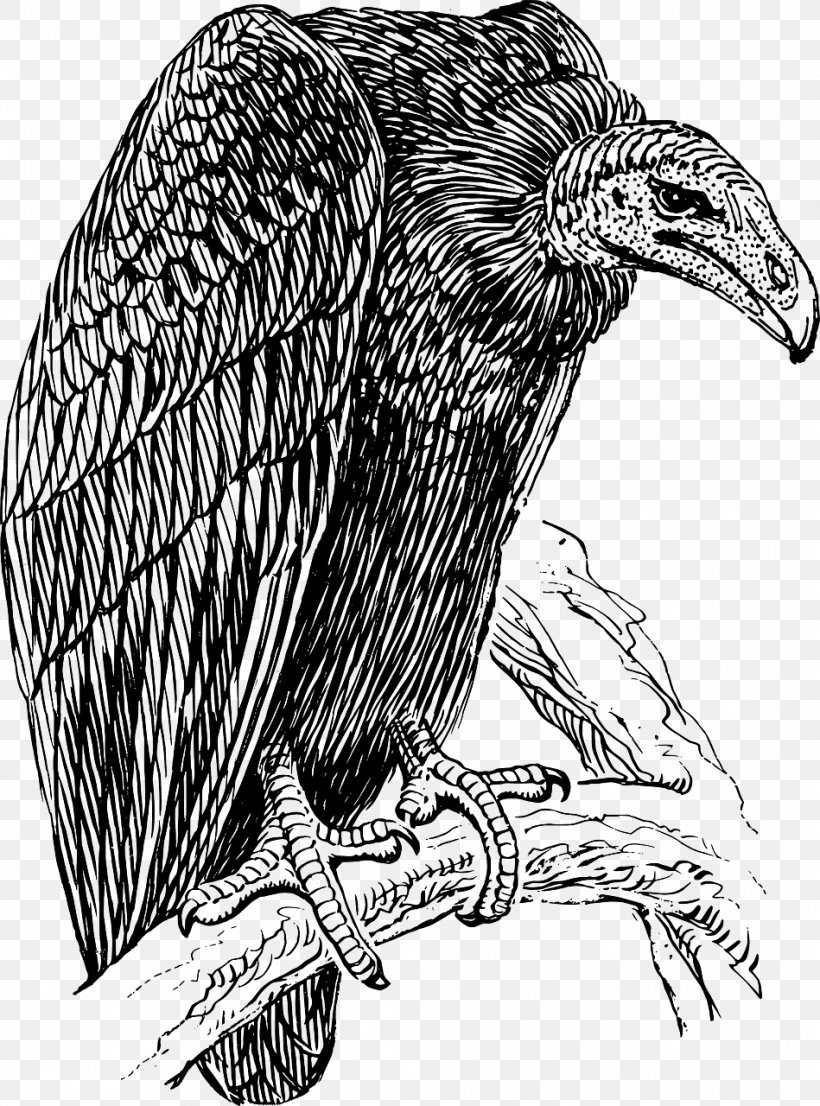 Black Vulture Line Art Clip Art, PNG, 949x1280px, Vulture, Art, Beak, Bird, Bird Of Prey Download Free
