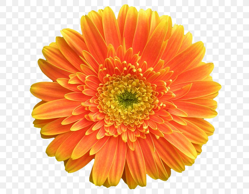 Gerbera Jamesonii Orange Flower Stock Photography Common Daisy, PNG, 648x638px, Gerbera Jamesonii, Annual Plant, Chrysanths, Color, Common Daisy Download Free