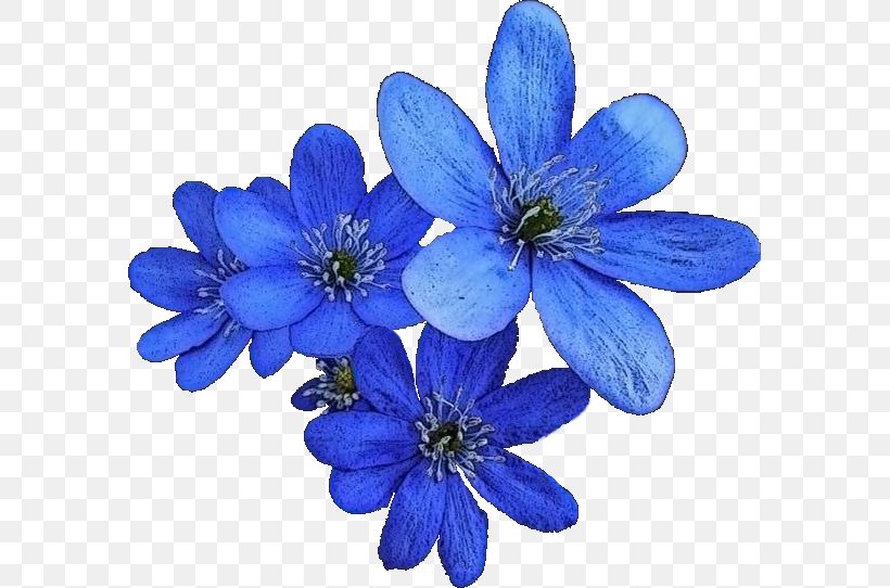 Petal Blue Flower, PNG, 585x542px, Petal, Blue, Color, Flower, Flowering Plant Download Free