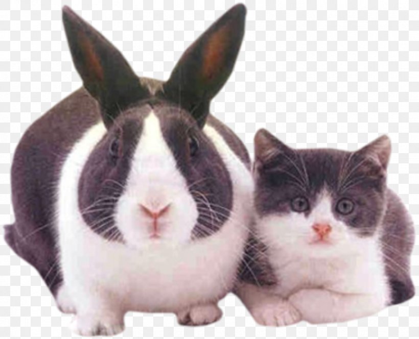 Scottish Fold Easter Bunny Kitten Dog Puppy, PNG, 912x739px, Scottish Fold, Cat, Cat Cafxe9, Cat Like Mammal, Cuteness Download Free