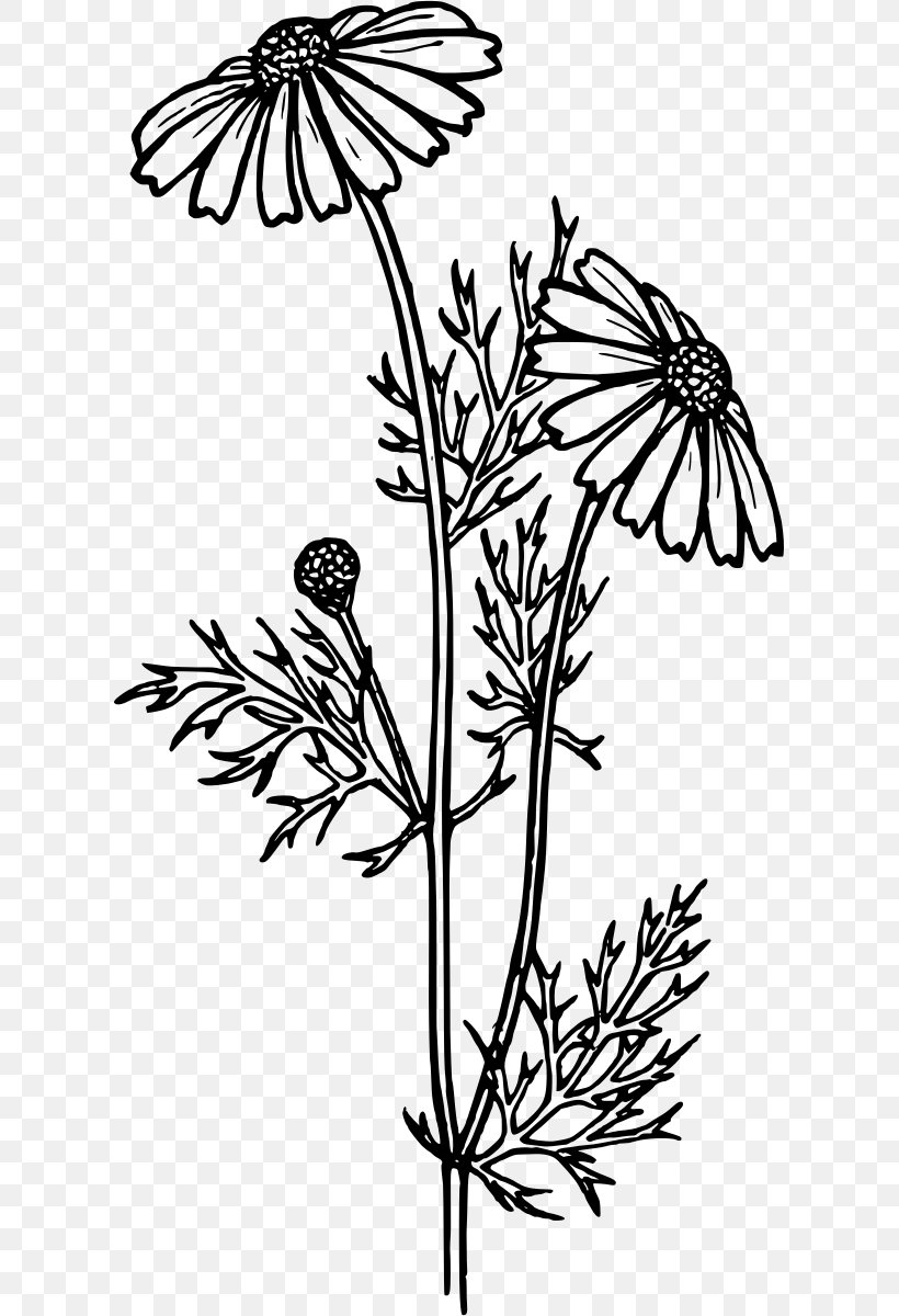 Coloring Book Flower Common Daisy Gerbera Jamesonii Child, PNG, 611x1200px, Coloring Book, Adult, Black And White, Branch, Butterfly Download Free