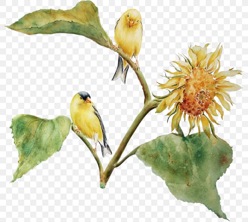 Finches Flowering Plant Beak Plants, PNG, 800x734px, Finches, Atlantic Canary, Beak, Bird, Canary Download Free