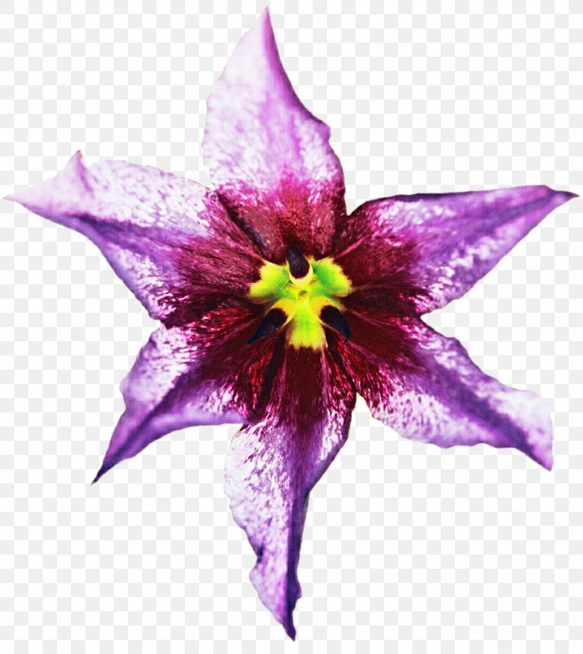 Flower Tropics Clip Art, PNG, 1024x1149px, Flower, Flora, Flowering Plant, Lilac, Magenta Download Free