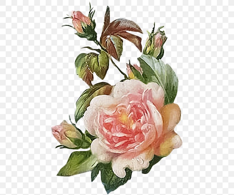 Garden Roses Cabbage Rose Cut Flowers Floral Design, PNG, 468x684px, Garden Roses, Artificial Flower, Cabbage Rose, Crossstitch, Cut Flowers Download Free
