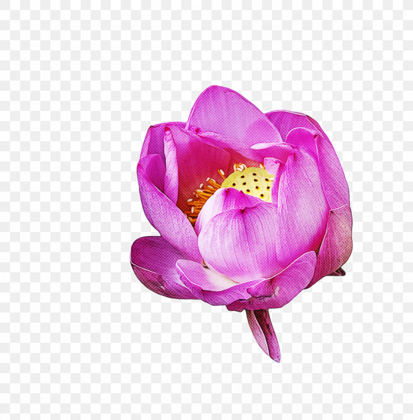 Lotus Flower Summer Flower, PNG, 1154x1173px, Lotus Flower, Cut Flowers, Flower, Garden Roses, Herbaceous Plant Download Free