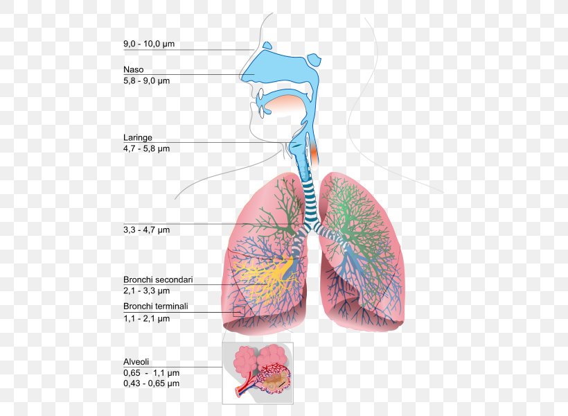 Respiratory System Lung Breathing Urdu Respiration, PNG, 517x600px, Watercolor, Cartoon, Flower, Frame, Heart Download Free