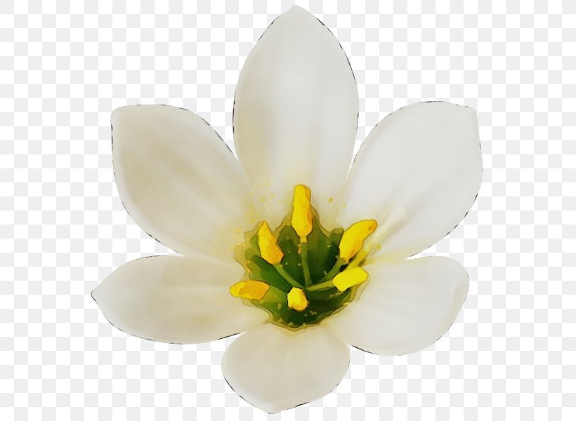 Flowering Plant White Flower Petal Plant, PNG, 578x600px, Watercolor, Bloodrootsanguinaria Canadensis, Crocus, Flower, Flowering Plant Download Free