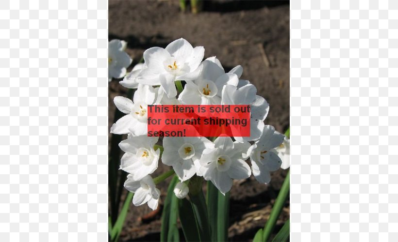Narcissus Herbaceous Plant, PNG, 500x500px, Narcissus, Flower, Flowering Plant, Herbaceous Plant, Petal Download Free