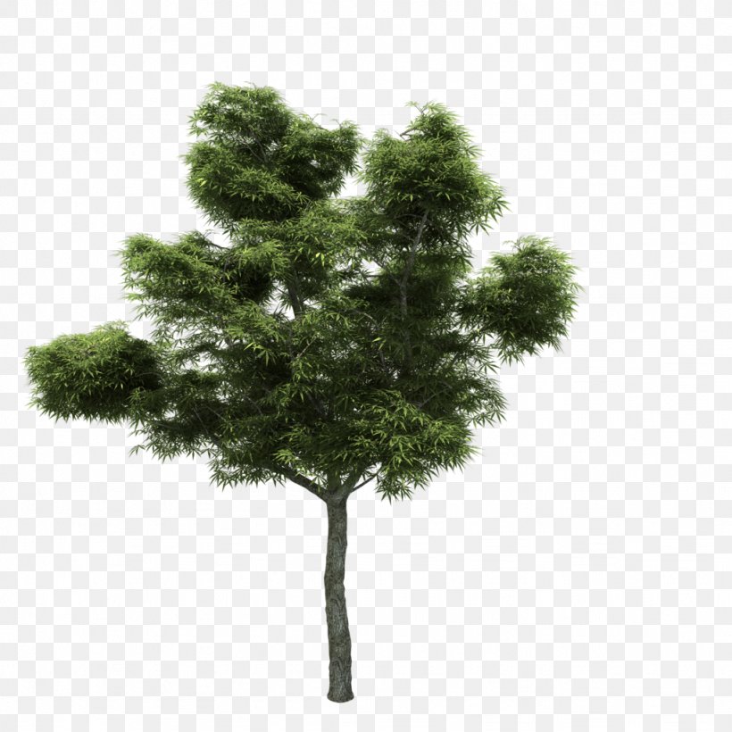 Tree Wood Termy Maltańskie FurniFlor, PNG, 1024x1024px, Tree, Birch, Building, Conifer, Evergreen Download Free