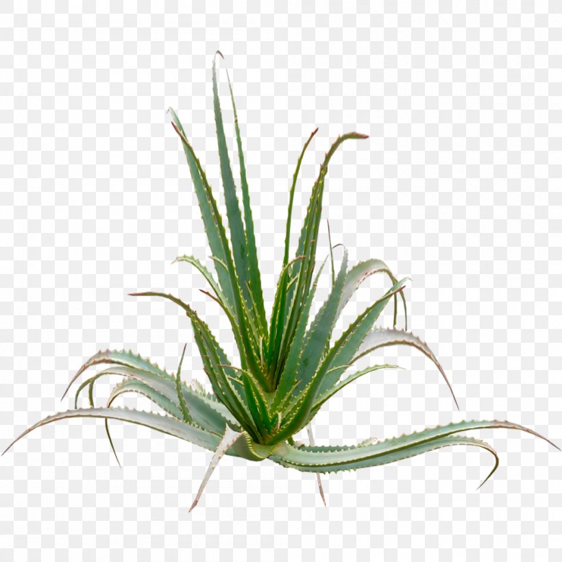 Aloe Vera Aloe Arborescens Plant Aloin Gel, PNG, 1000x1000px, Aloe Vera, Aloe, Aloe Arborescens, Aloin, Description Download Free