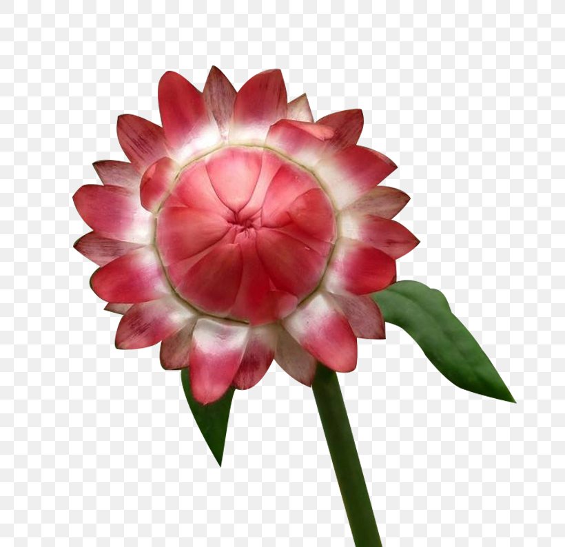 Chrysanthemum Flower Euclidean Vector, PNG, 800x794px, Chrysanthemum, Artificial Flower, Cut Flowers, Dahlia, Designer Download Free