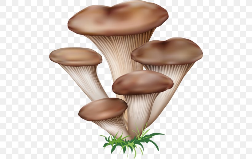 Edible Mushroom Fungus Boletus Edulis, PNG, 500x517px, Mushroom, Basidiomycetes, Boletus Edulis, Chanterelle, Drawing Download Free
