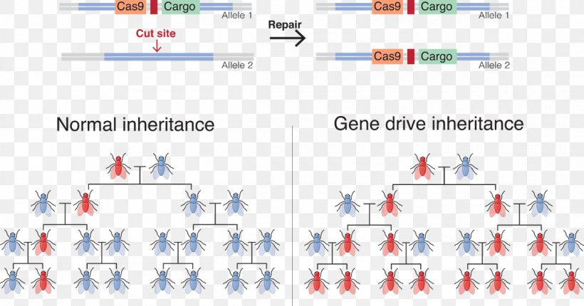 Gene Drive Genetic Engineering CRISPR Genetics, PNG, 1200x630px, Gene Drive, Area, Biology, Brand, Crispr Download Free