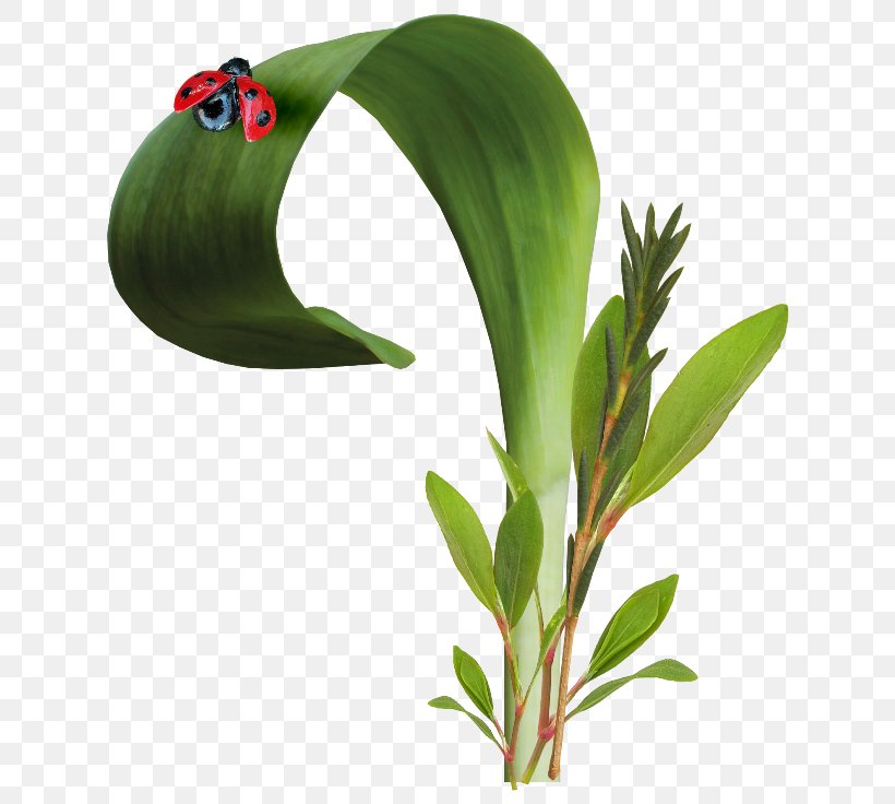Insect Ladybird Euclidean Vector, PNG, 650x736px, Insect, Flowerpot, Grass, Grasses, Ladybird Download Free